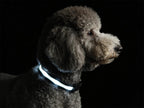 Super Bright LED Dog Collar - Fully Waterproof & Adjustable Glow Collar - USB-C Rechargeable for Night Walking, Safety - Flashing Lighted Collar for Dogs(Green,Medium) - Image 14