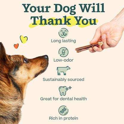 WOOF odor free dog treats premium grade beef pizzle sticks close up.