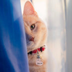 Ultra Joys Rose Gold Small Pet Tag showcasing the two included stainless steel split rings