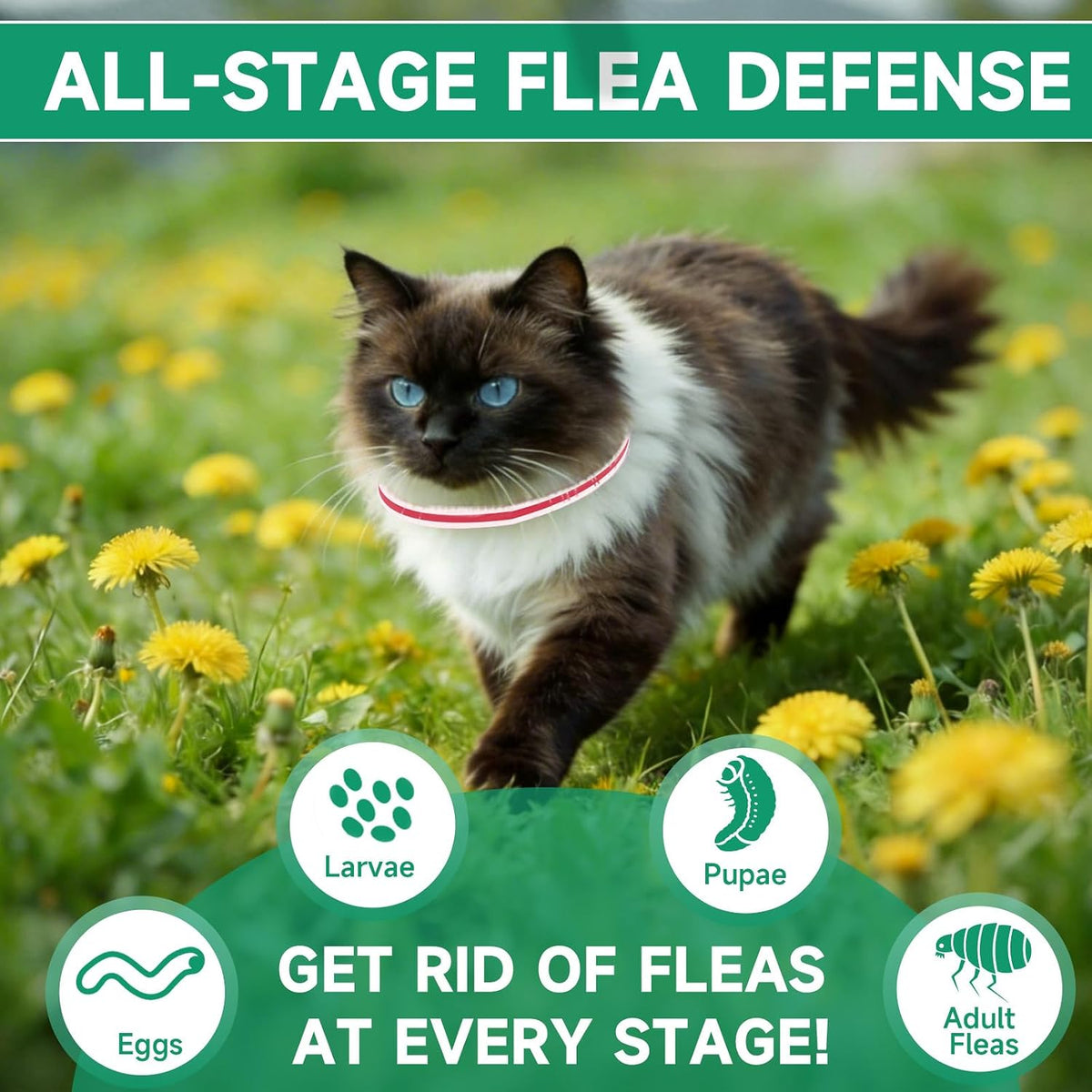 Authentic USA imported flea treatment for cats