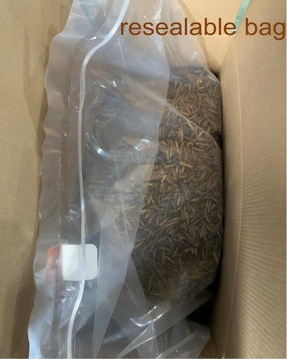 Chickens eating nutritious black soldier fly larvae treats
