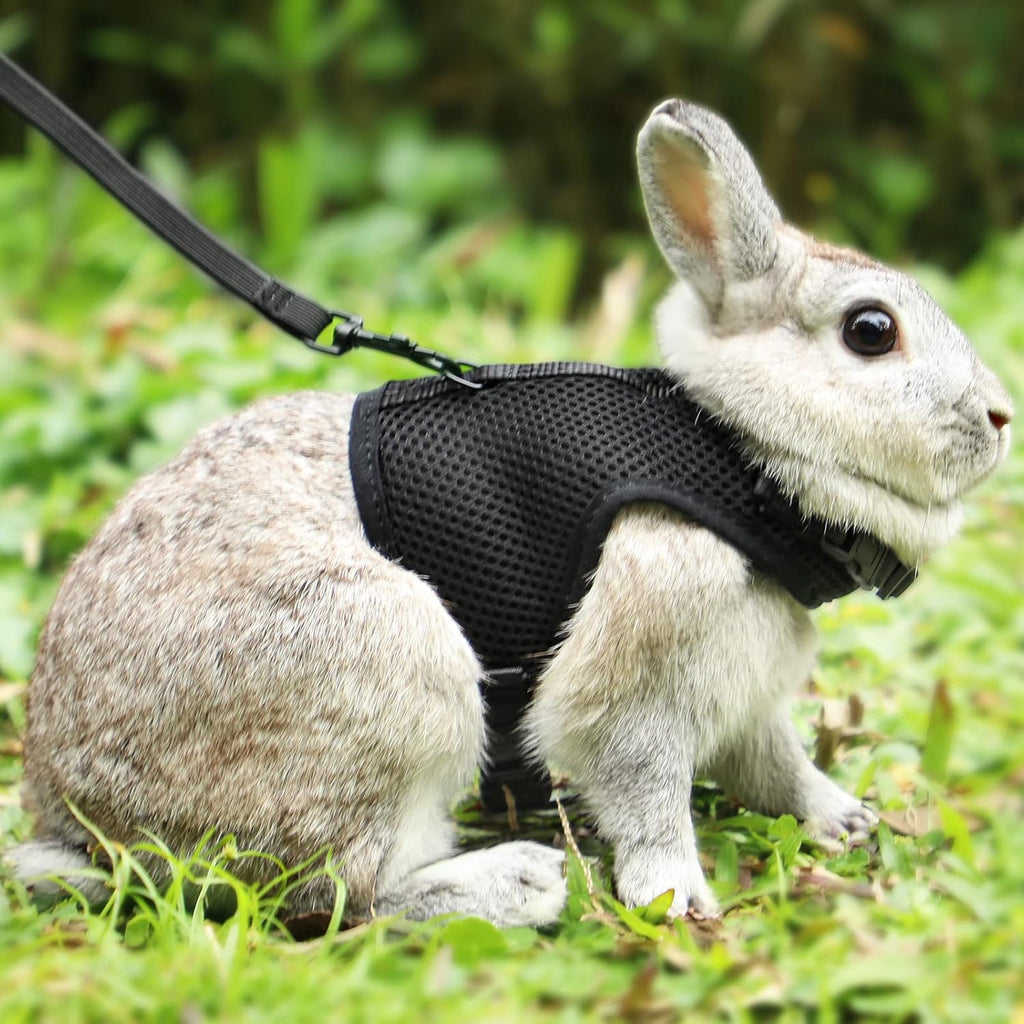 Pettom bunny rabbit harness front view showing black mesh vest design