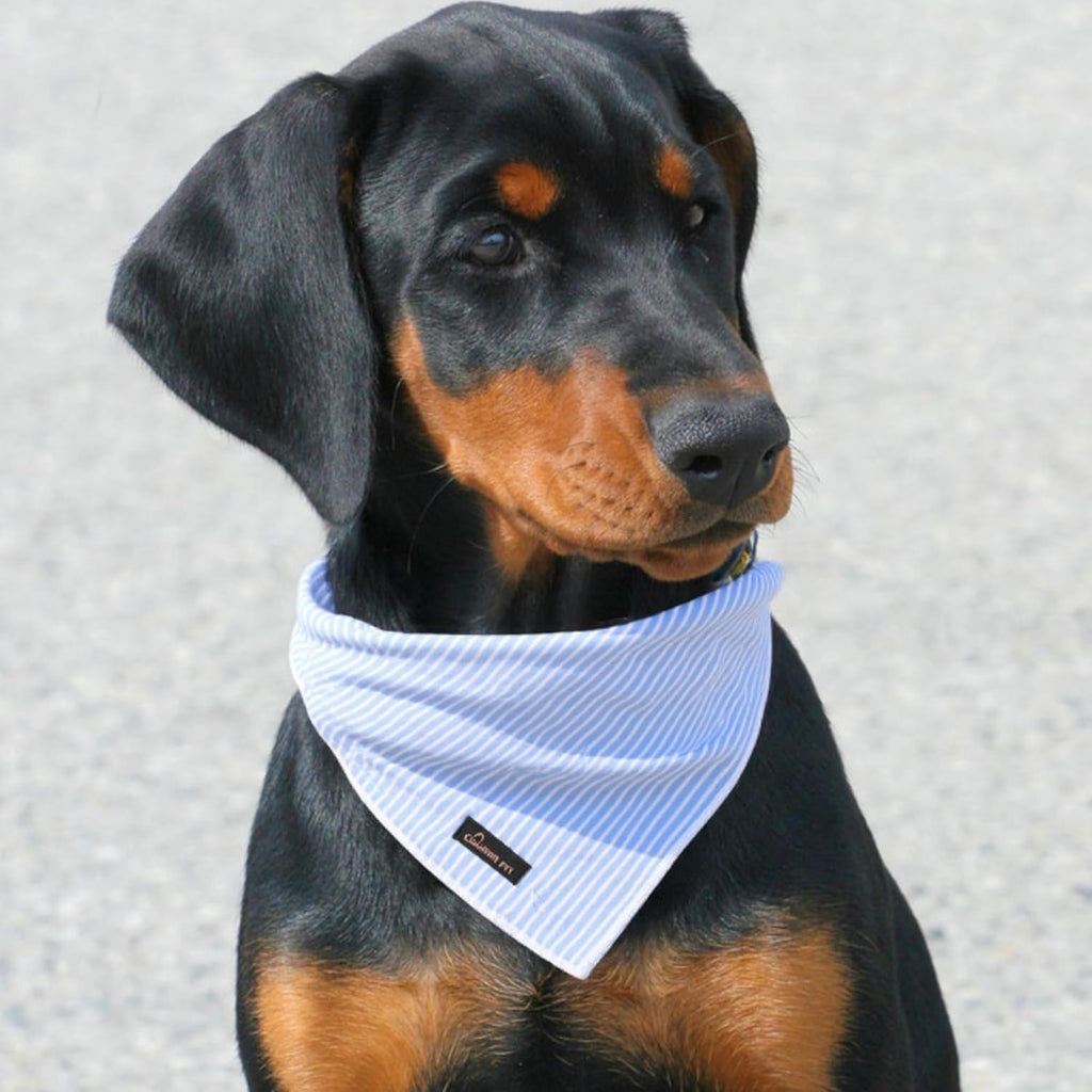 Cute blue dog bandana folded into a triangle shape for styling