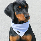 Cute blue dog bandana folded into a triangle shape for styling