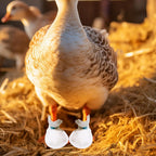 Disposable Duck Shoes for Real Ducks Feet Bumblefoot Care Supplies - Image 6