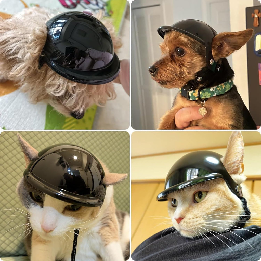 Small Chihuahua wearing Petleso safety helmet