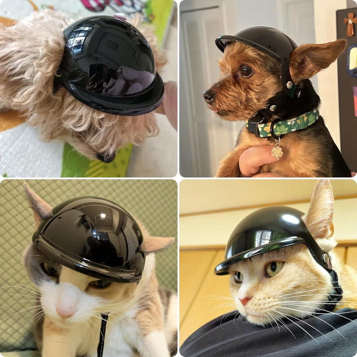 Small Chihuahua wearing Petleso safety helmet