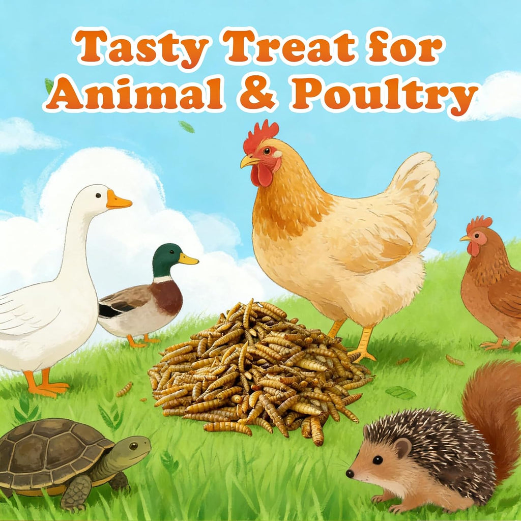 Backyard chickens eating natural dried insect treats