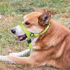 Candofly dog head halter laid flat showing the full nylon strap assembly and padding details.