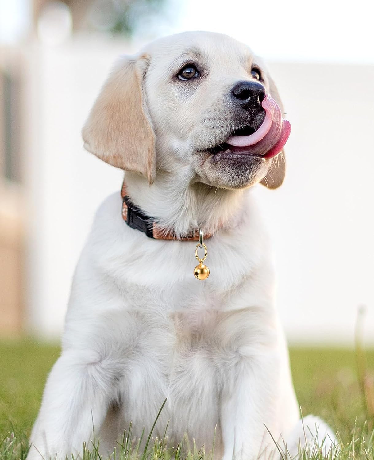 Woofy stainless steel pet bells attached to a small dog collar demonstrating proper fit.
