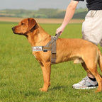 Annchwool adjustable dog harness displaying the removable custom patches on the hook and loop panel.