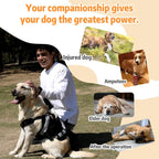 Large dog wearing black lift harness for arthritis support