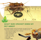 Three quarter inch banded crickets in container