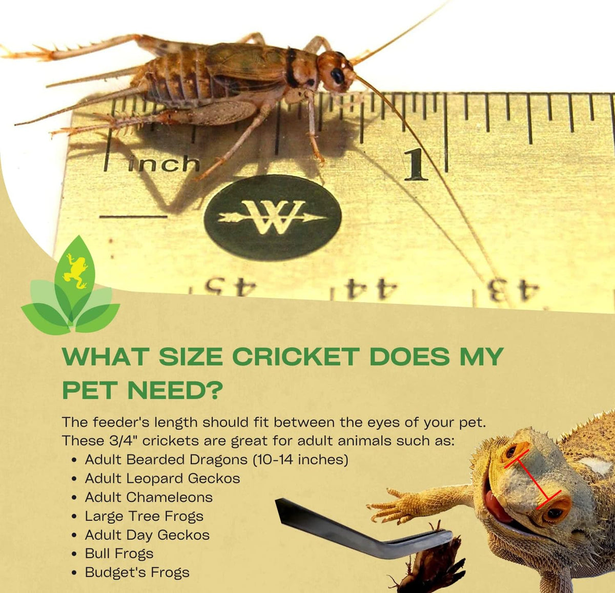 Three quarter inch banded crickets in container