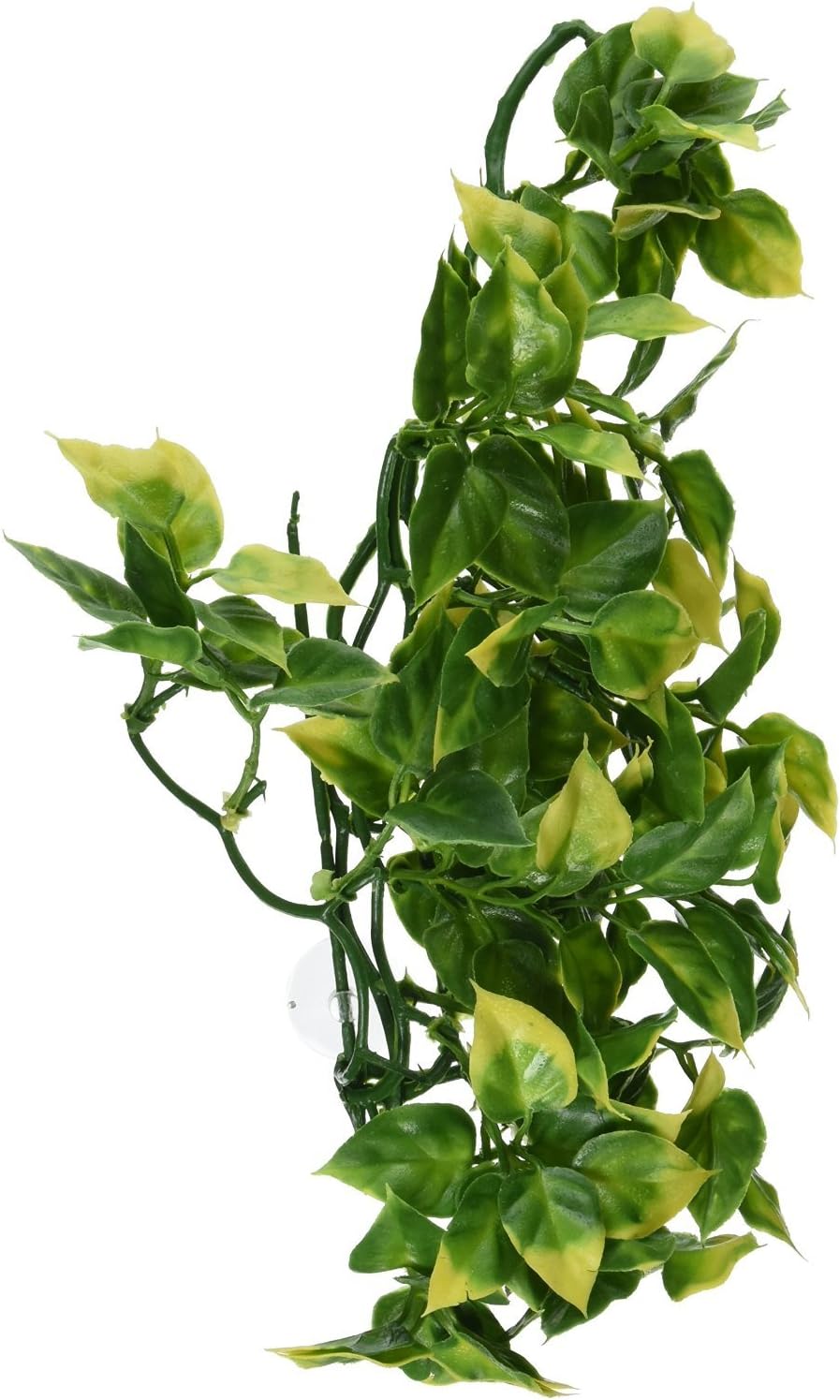Exo Terra Mandarin plant foliage closeup