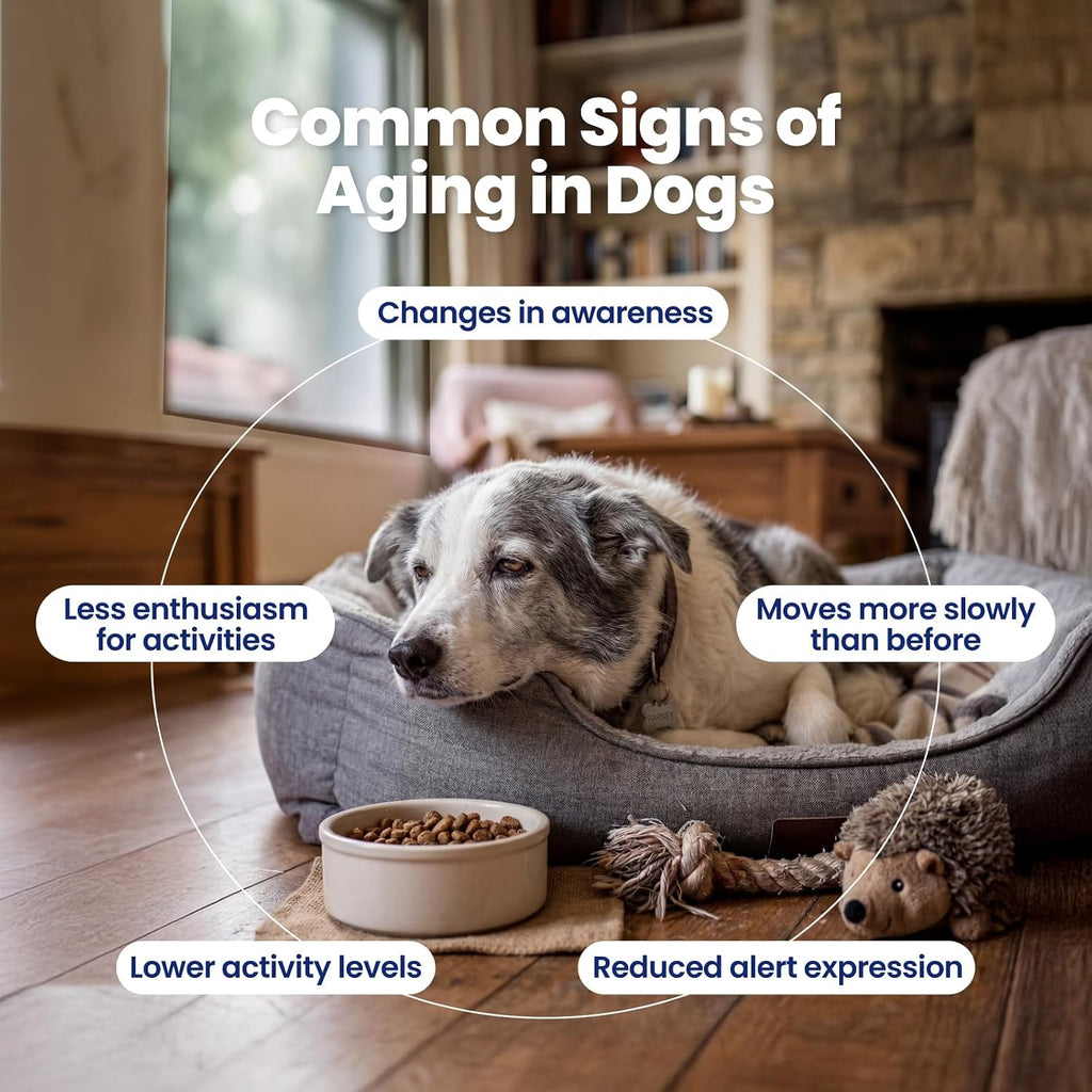 Boops Pets chicken and peanut butter flavored senior dog anti aging chews.