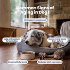 Boops Pets chicken and peanut butter flavored senior dog anti aging chews.