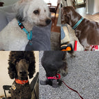 Pink reflective no slip training collar showing quick release buckle mechanism