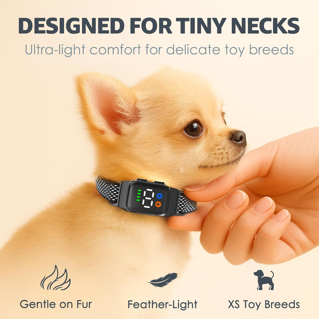 Small dog wearing Elecane Teacup anti bark collar