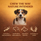Sanded and trimmed premium elk antler for safe dog chewing