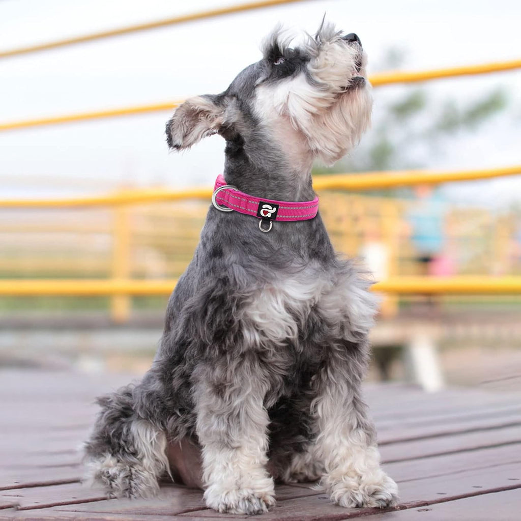 Adjustable buckle detail for Azuza pet collar