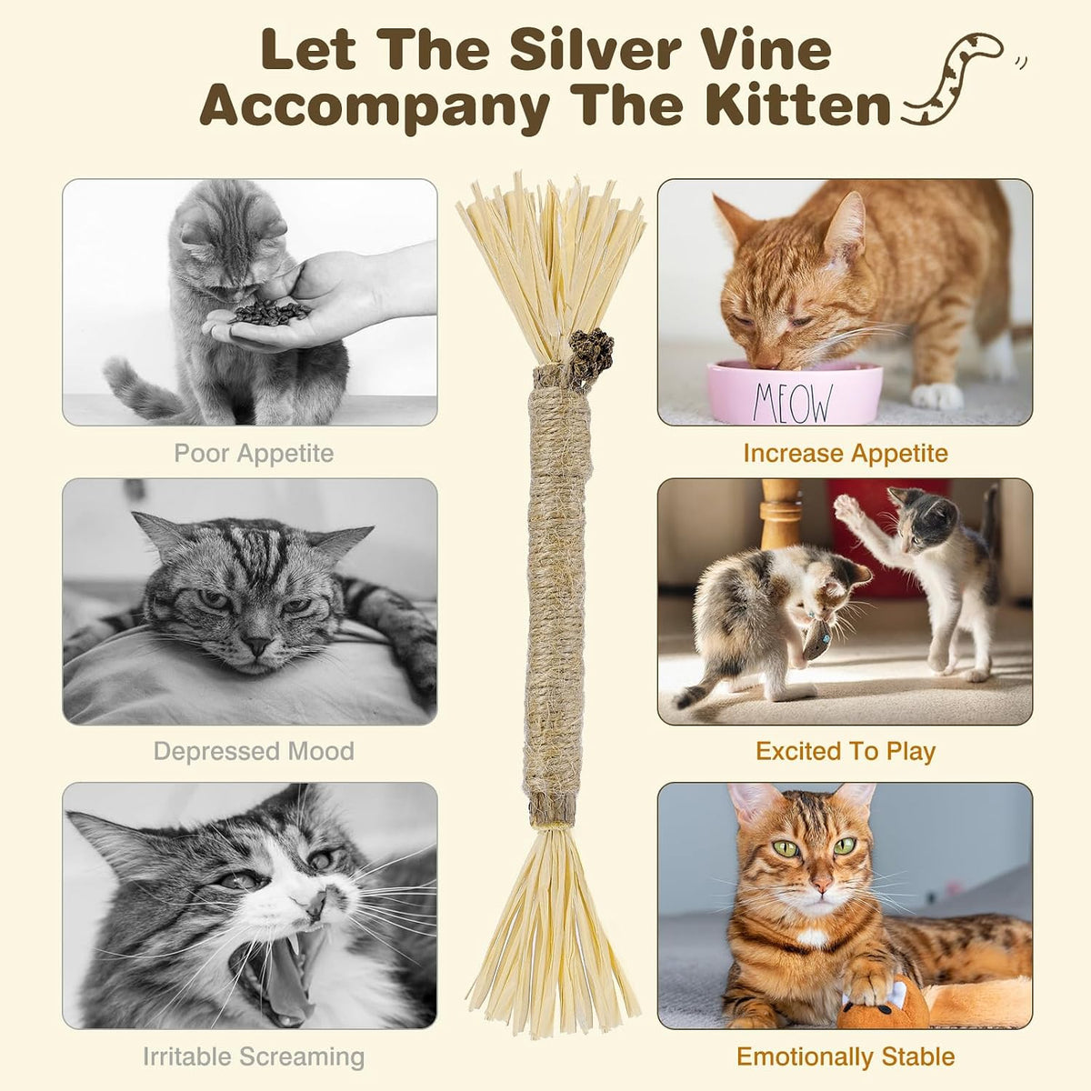 Educational graphic showing cat dental care benefits