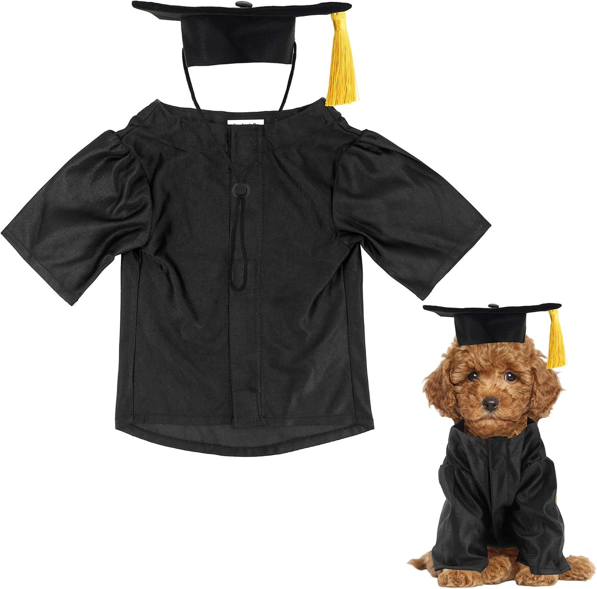 Medium breed dog posing in GraduatePro graduation ceremony attire