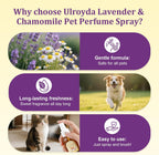 Ulroyda long lasting pet perfume spray next to fresh lavender flowers.