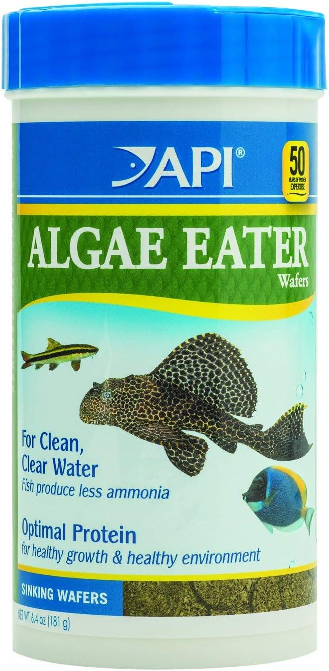 Algae-eating fish feeding on API sinking wafers