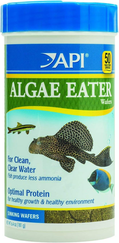 Algae-eating fish feeding on API sinking wafers