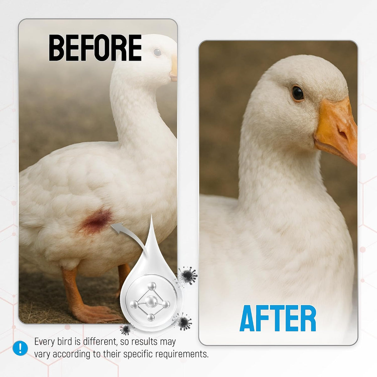 Instructions for using silver spray on chicken wounds