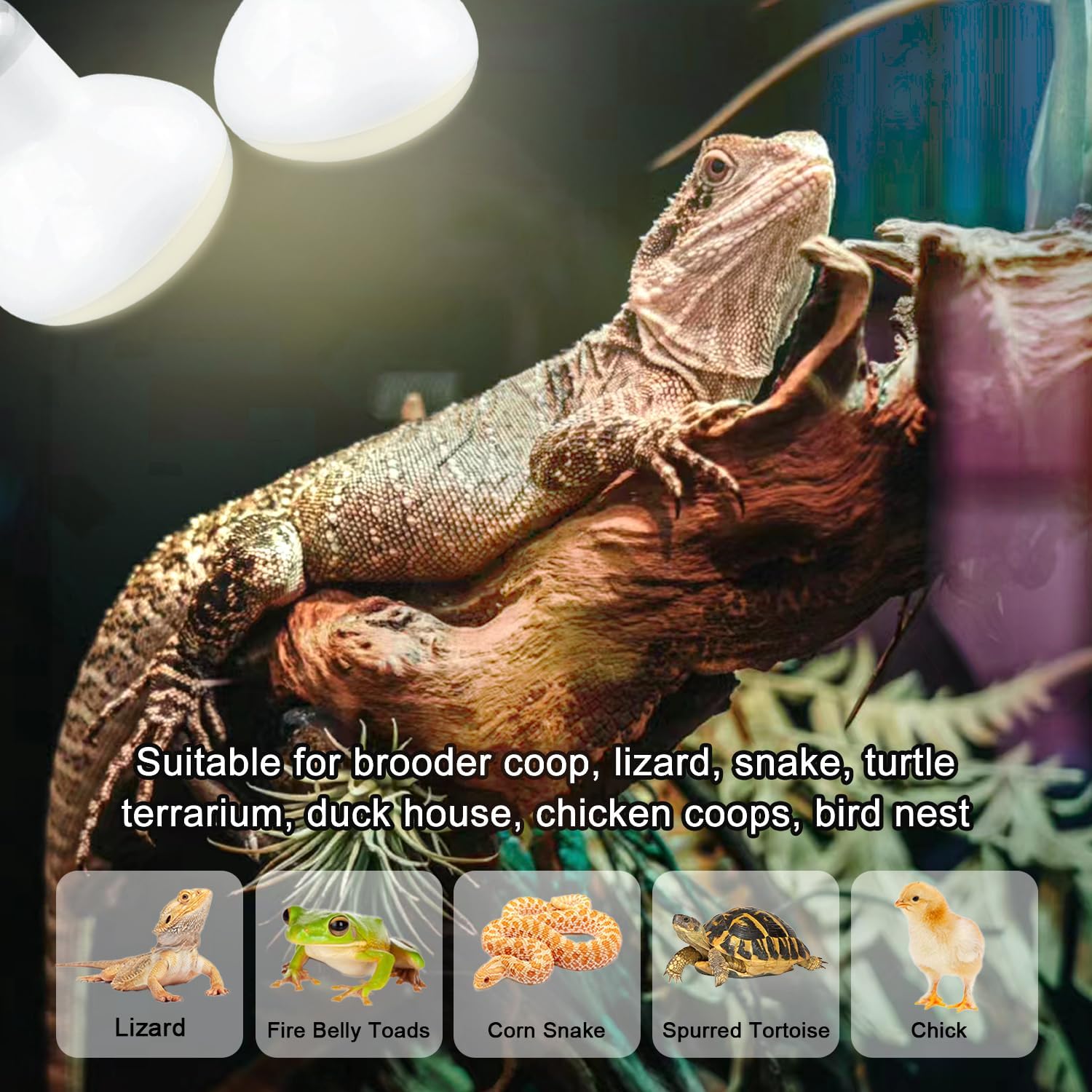 Reptitrip 150W UVA heating lamp bulb creating an optimal thermal gradient for lizards.
