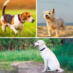 Adjustable nylon webbing feature on Taglory pet collar