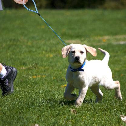 Tangle free metal wire puppy leash in black and blue colors