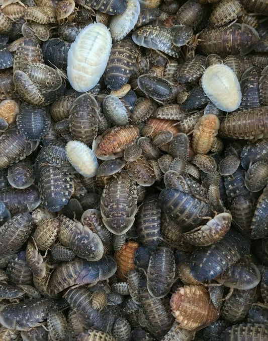 Dubia Roaches Large Live Feeder Insects 200 Count package front view for reptile nutrition.