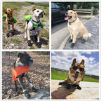 Medium to large dog wearing black PK.ZTopia shoes