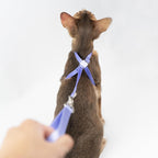 Monet Purple small cat walking harness being adjusted for an outdoor training session.