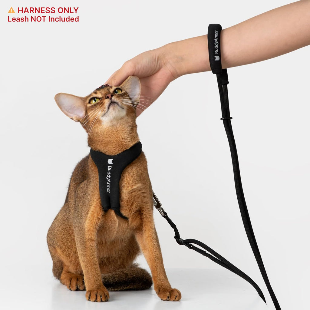 BuddyArmor imported cat harness on medium size model cat
