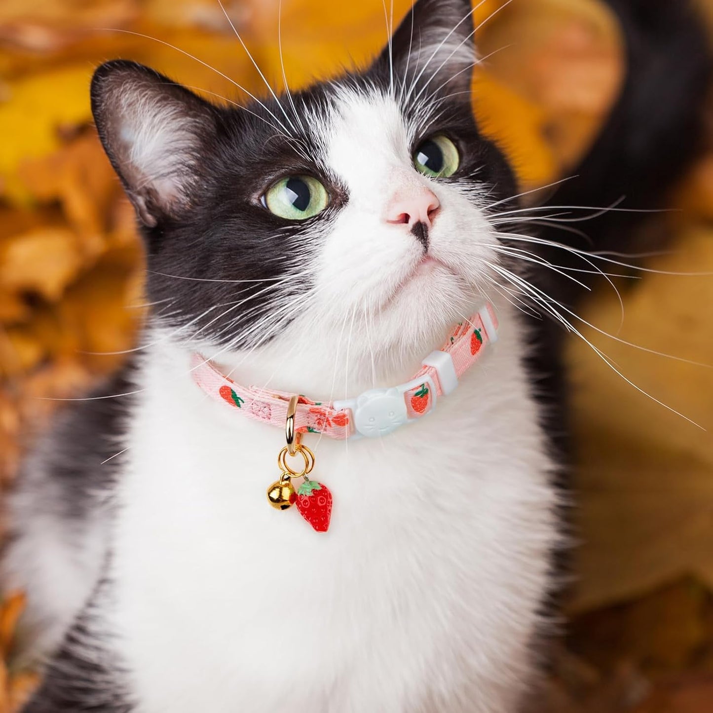 Authentic USA imported FYEQYAOU soft cotton pet collar set packaging side angle