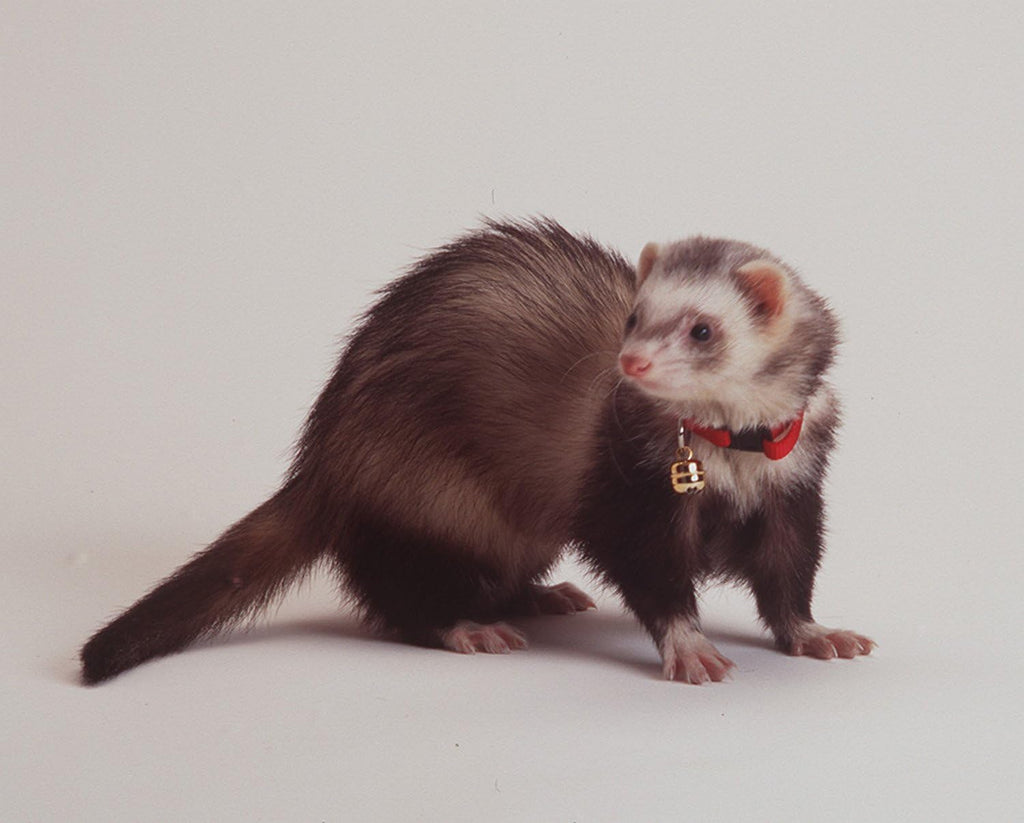 Close-up of the built-in tracking bell attached to the ferret collar.