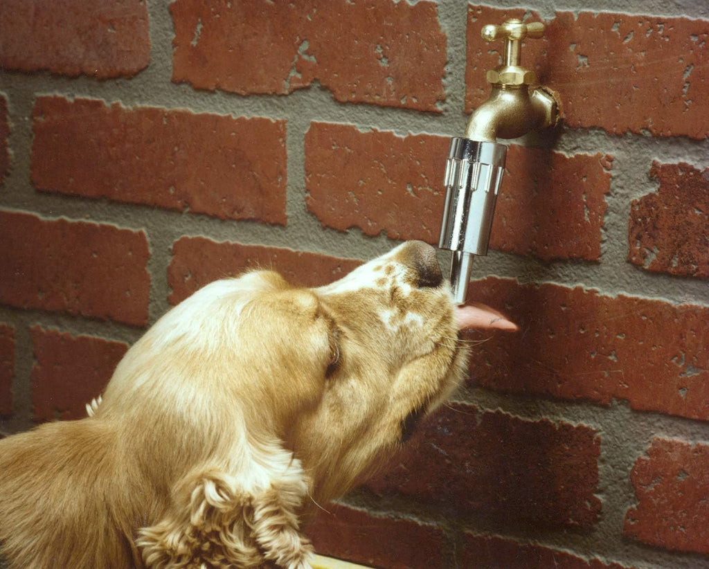 Dog drinking from Lixit automatic outdoor fountain