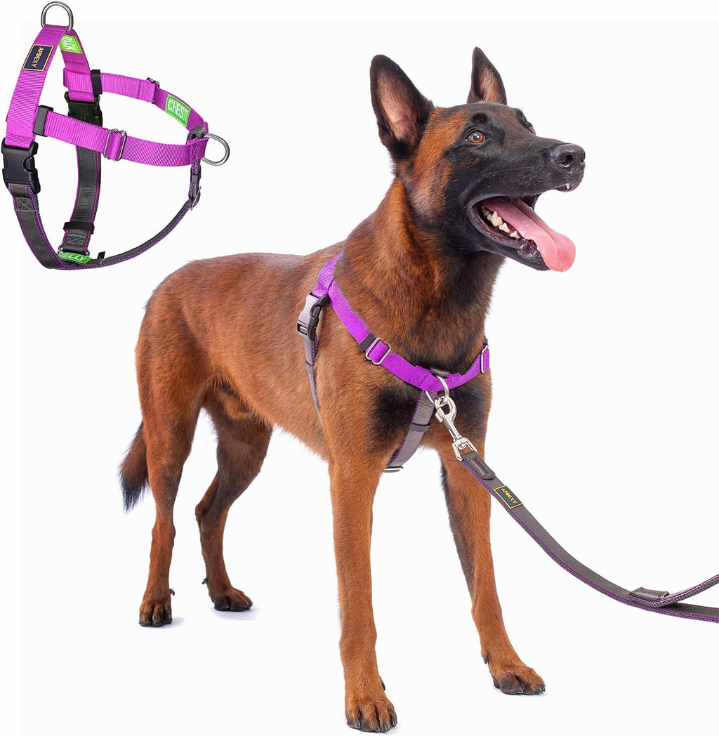 Freedom No Pull Dog Harness, Designed for Hound Dog Train, Easy Walk with 2 Stainless D-Rings, Sewn-in Instructions Tags for Easy Use, for Large Dogs Weight 60-80 lbs (Purple, L) - Image 15