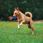 Close-up of the durable climbing grade elastic webbing on the Wodoca dog training toy