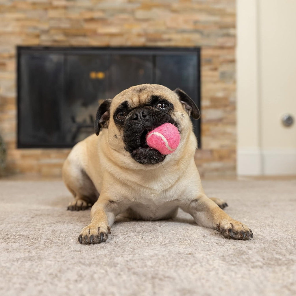 Dog playing with pink Hyper Pet mini tennis ball
