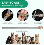 Dog wearing grey flea and tick prevention collar