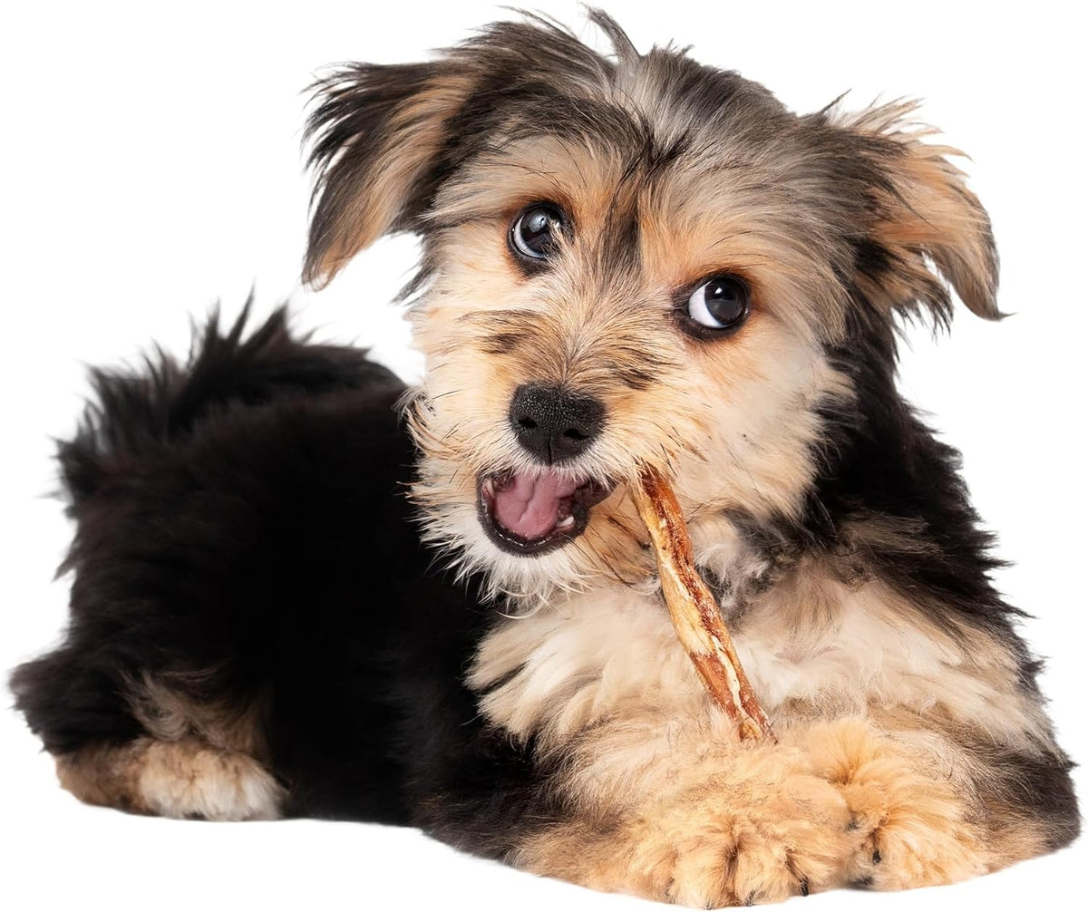 Small breed dog enjoying Fieldcrest Farms collagen treat