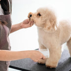 Fine tooth detail for nit and tick removal on pet comb