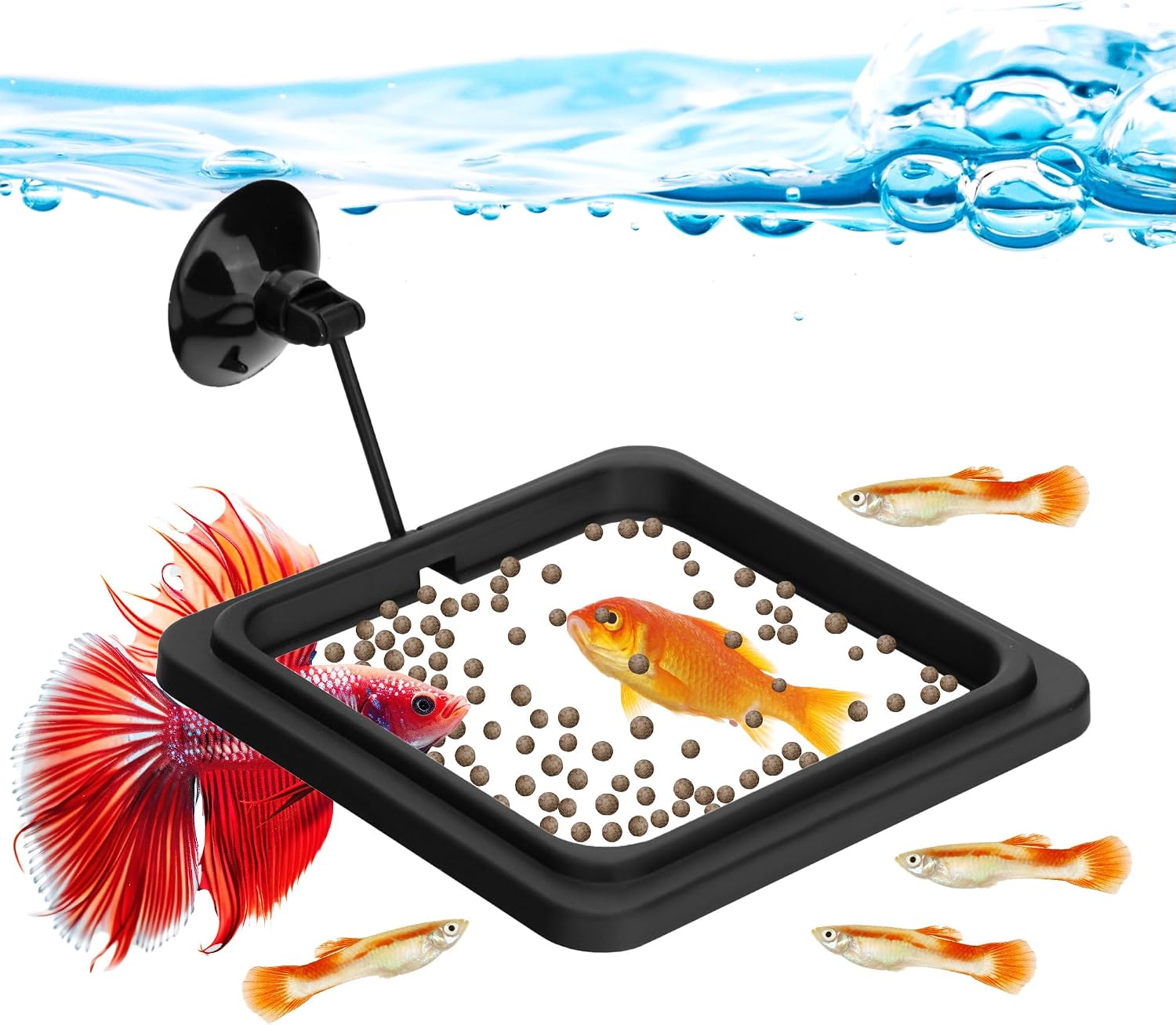 DaToo Fish Feeding Ring front view showing the square floating design inside a clean aquarium.