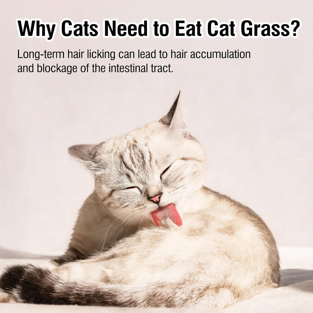 Glopawear freeze dried chicken and cat grass treat pieces rehydrated with water.