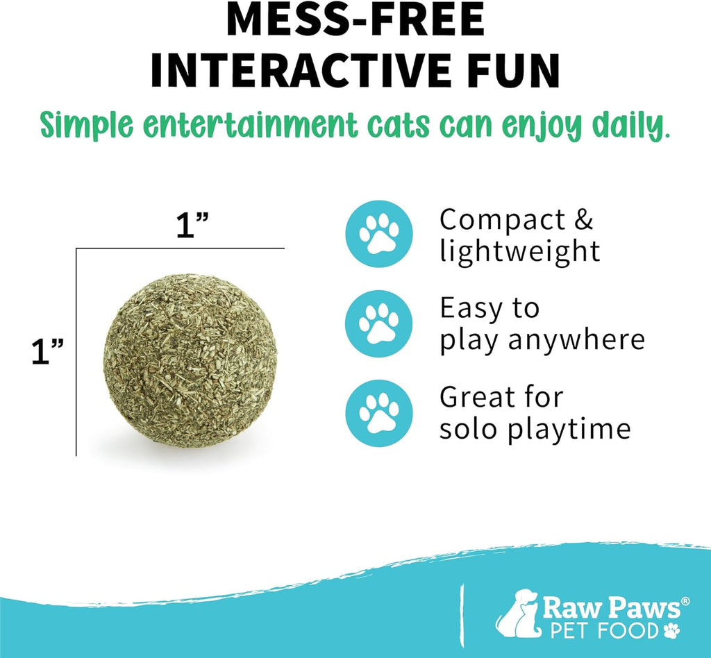 Domestic cat sniffing and licking the enrichment toy safely.